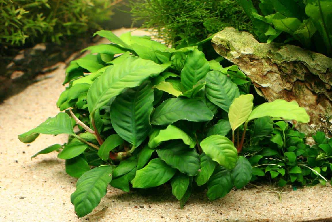 Plante d'aquarium facile - Anubias