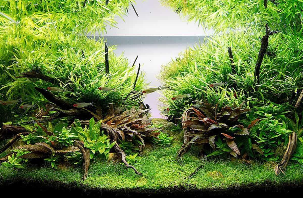 Easiest best sale aquarium plants