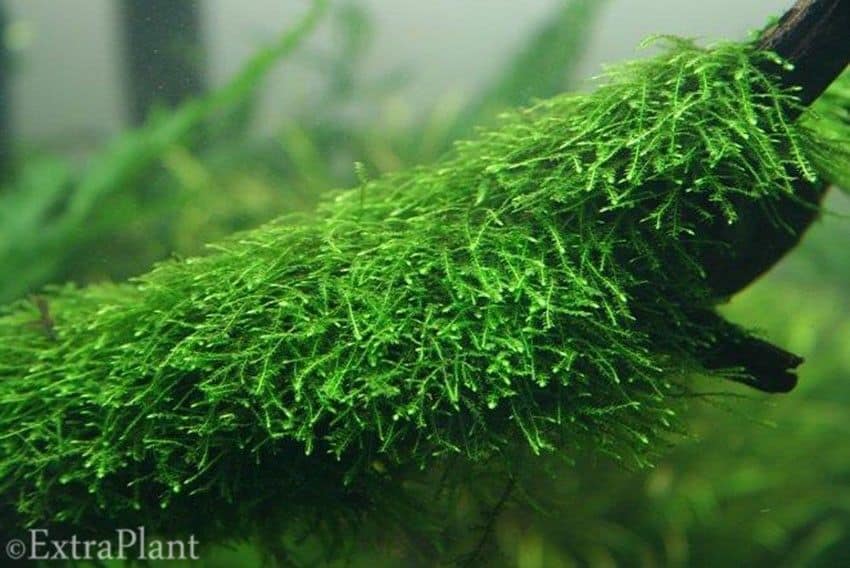 Matig eigendom tussen Makkelijke aquariumplanten voor beginners: 5 aanraders