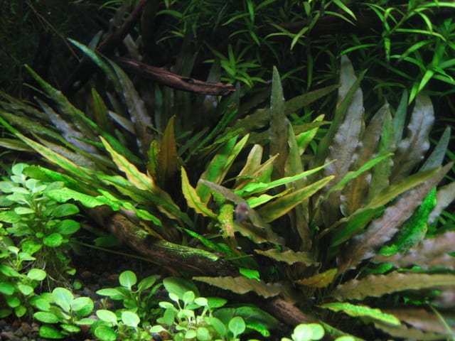 Plante d'aquarium facile - Cryptocoryne wendtii