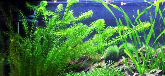 Aquarium Plants Discounts Herbe à cheveux en pot - Plante aquatique vivante  facile