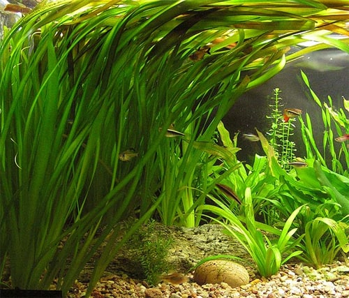 5 snelgroeiende aquariumplanten om algen tegen