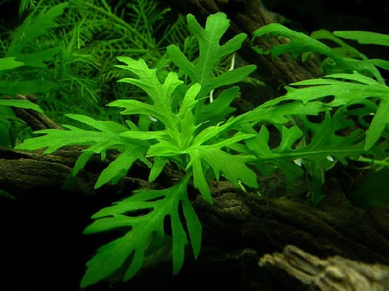 Comment cultiver des plantes d'eau douce pour aquarium