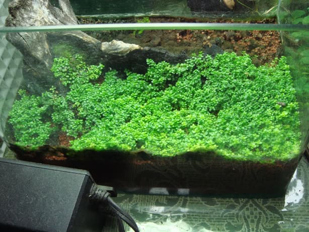 Eenvoud pellet Sitcom Aquariumplanten emers kweken: enkele tips & trucs