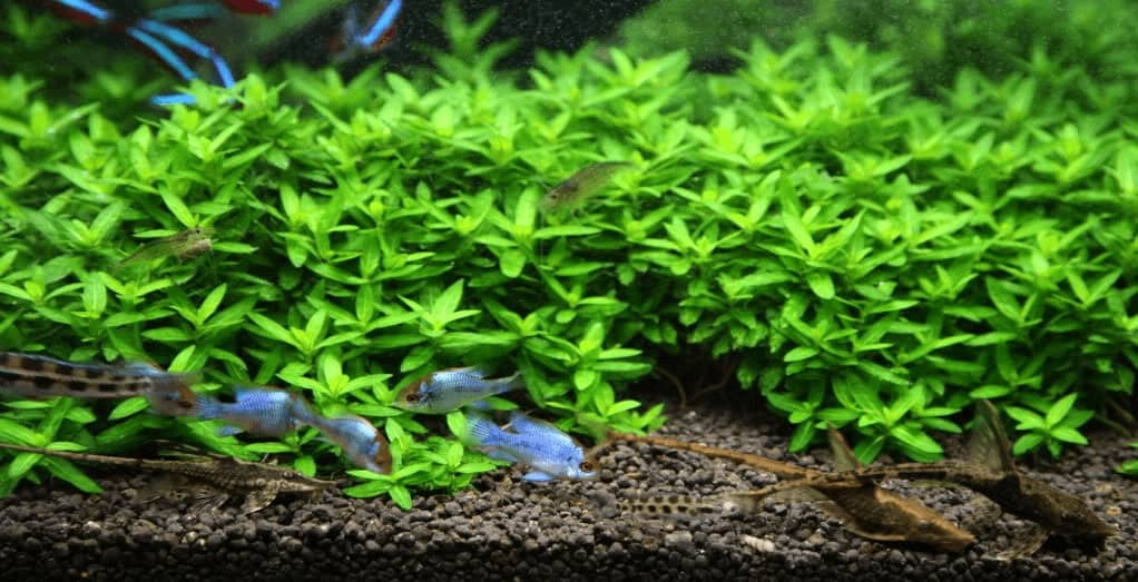 Engrais aquarium pour bacs plantes aqua-mio: Quelques aquarium des clients  Aquamio