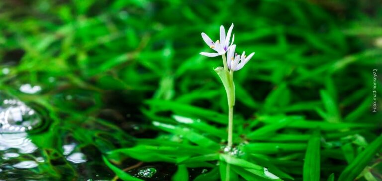 hoeveel aquarium plantenvoeding