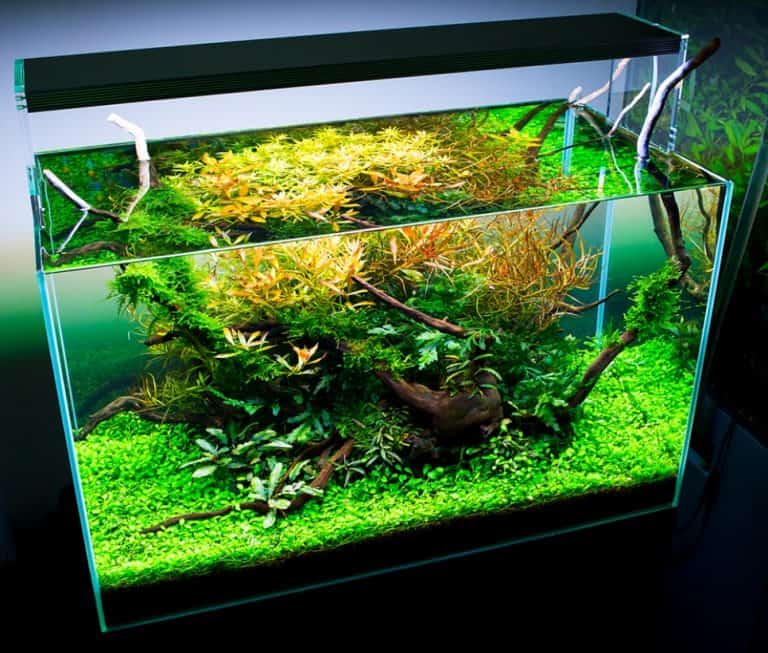 Hoeveel CO2 aan je aquarium toevoegen? PlantedBox