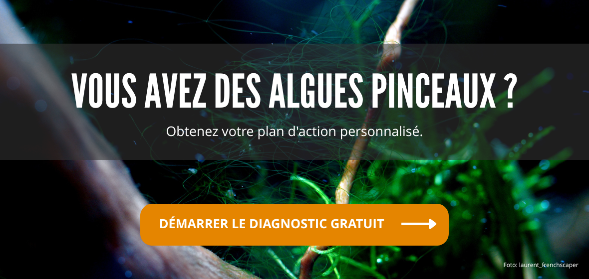 PlantedBox algues pinceaux - outil anti-algues