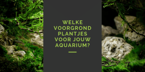 voorgrondplanten aquarium