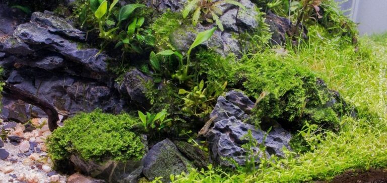 aquariumplanten worden doorzichtig