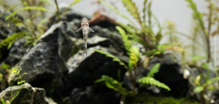 groene puntalg aquarium