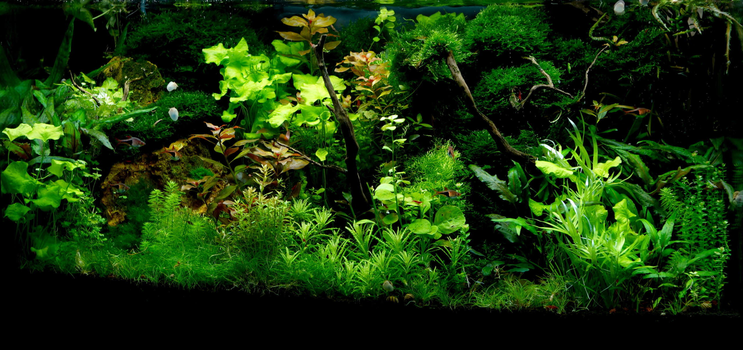 aquarium op estimative index