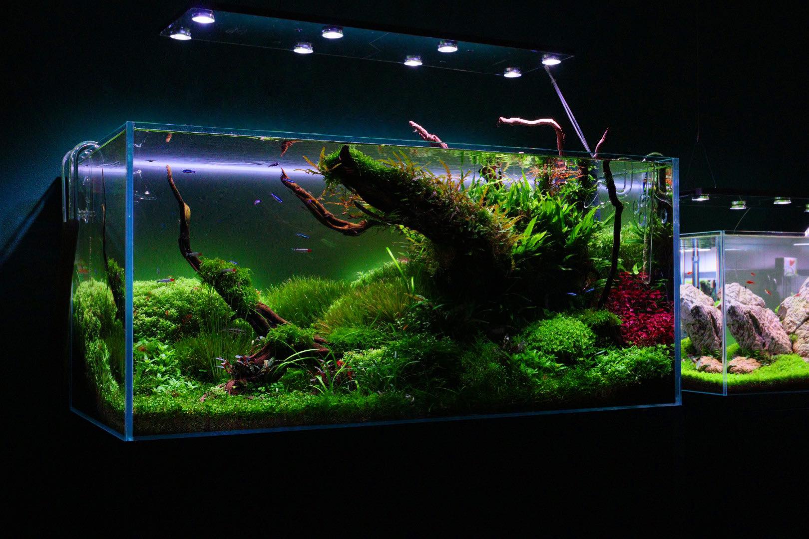 aquarium volgens lean dosing