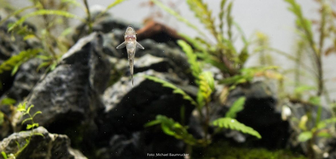 Les Otocinclus mangent certains types d'algues