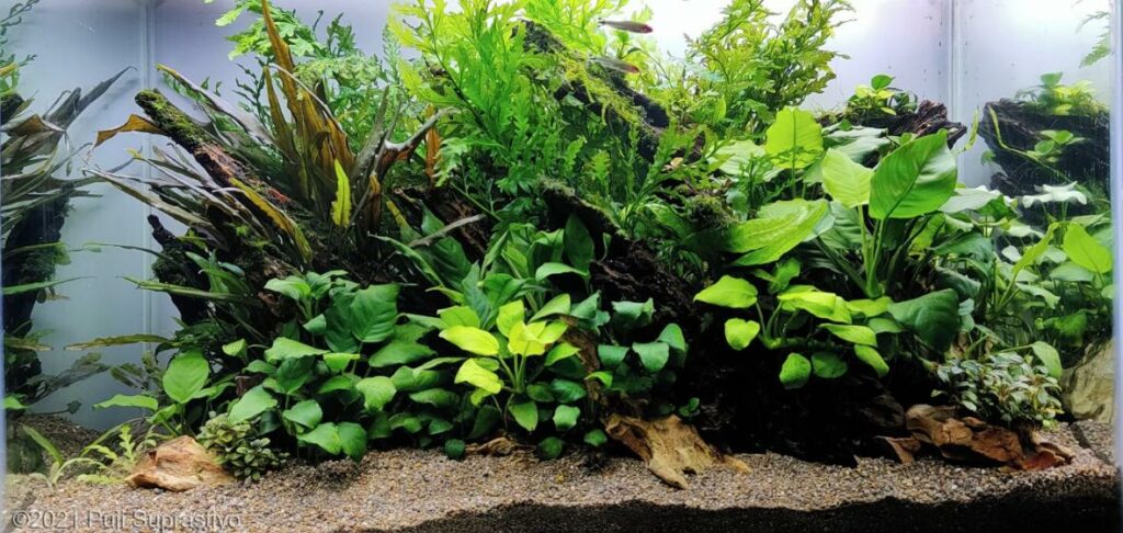 View of Anubias care: ultimate guide to grow Anubias | PlantedBox