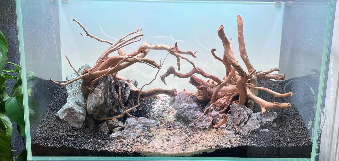 Spiderwood in the Aquarium: A Stunning Addition for Aquascaping