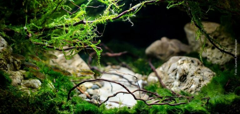 Use different types of moss