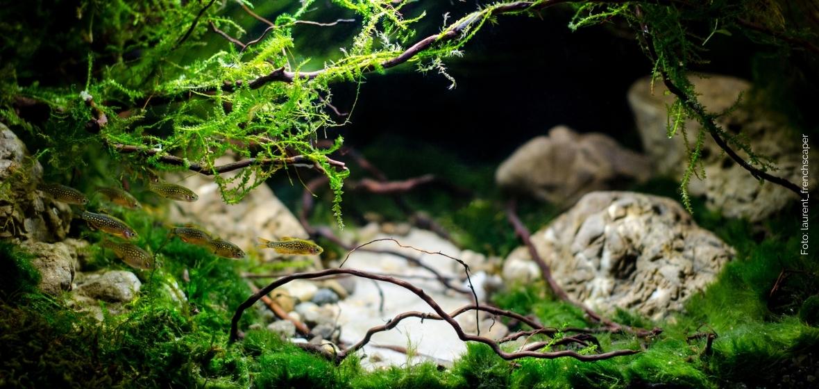 Use different types of moss