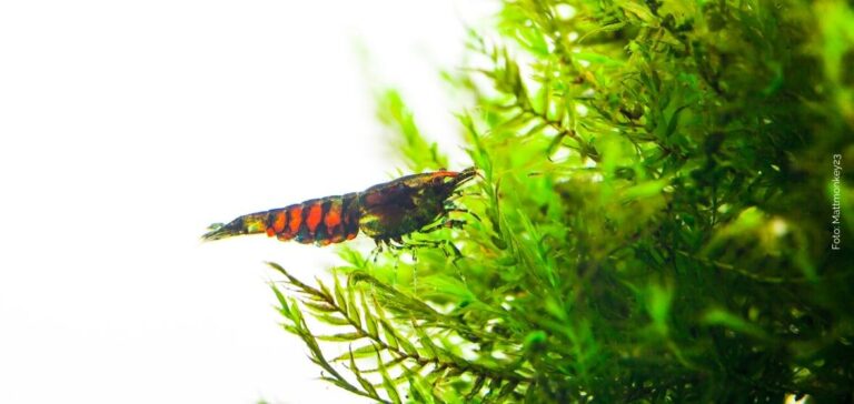 Shrimps love moss