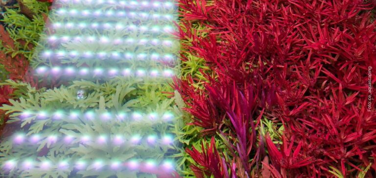 Guide to planted aquarium light spectrum