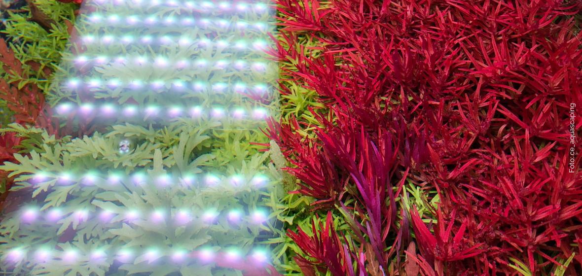 Guide to planted aquarium light spectrum
