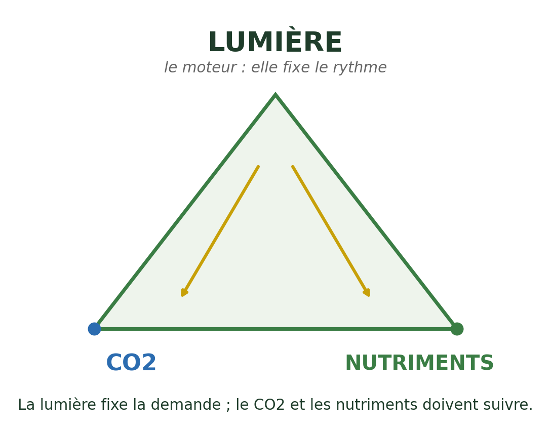 L'équilibre lumière-CO2-nutriments dans l'aquarium