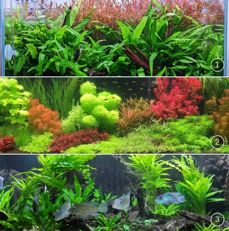 Drie genummerde aquariums: 1 Nature Style, 2 Nederlands aquarium, 3 gezelschapsaquarium